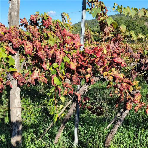 Regione Piemonte: aggiornamenti sull'applicazione dell'Ordinanza n. 4 Direttore Servizio Fitosanitario - Flavescenza dorata